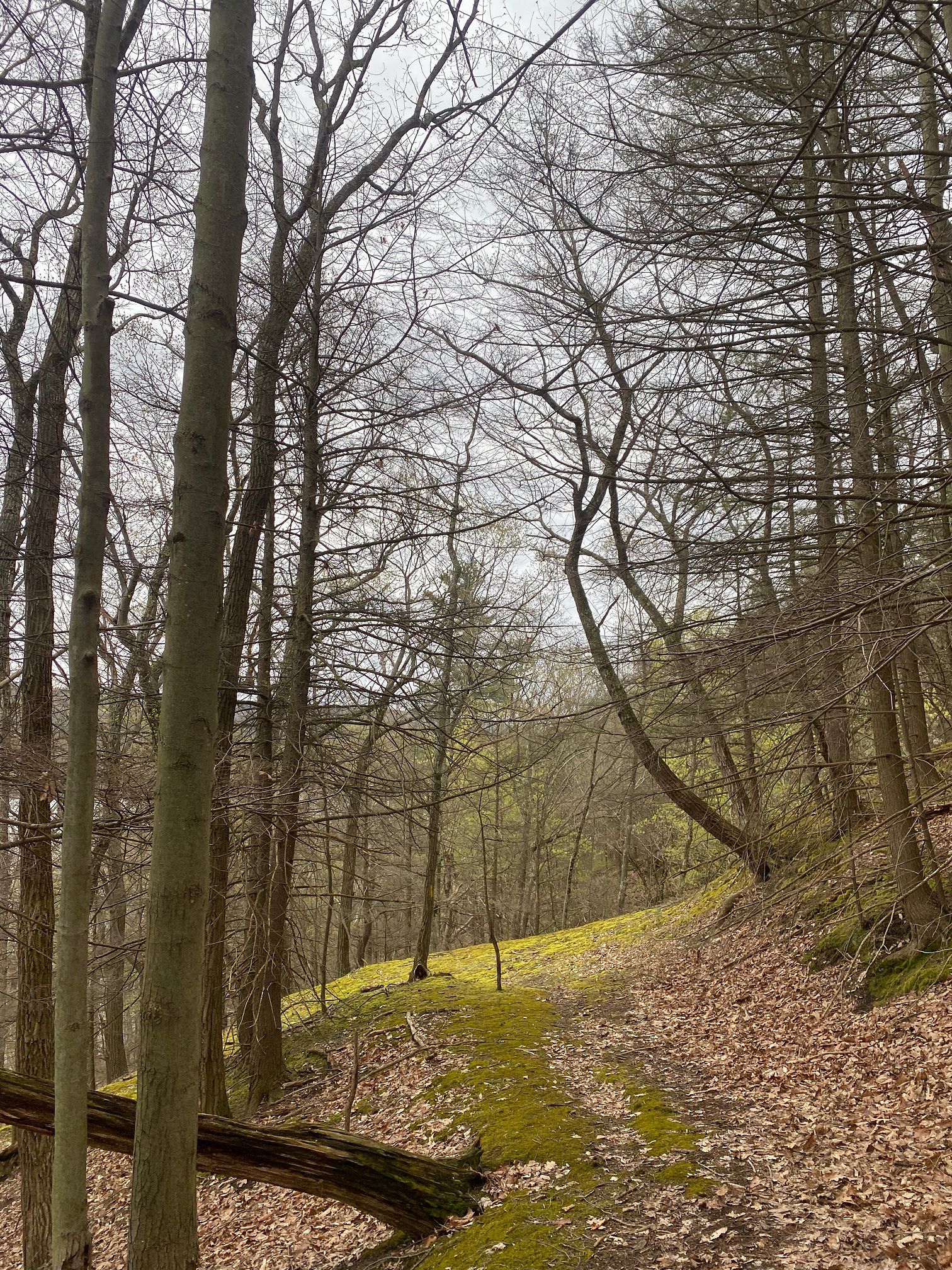 Private trail leading from FLX Glamping to pristine Hemlock Lake